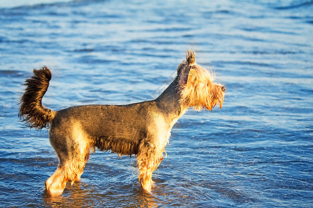 海边的狗在水里玩耍游泳假期戏剧动物群海滩长发热沙头发图片