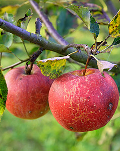 树上的苹果美食叶子绿色农业花园饮食食物水果生活红色图片