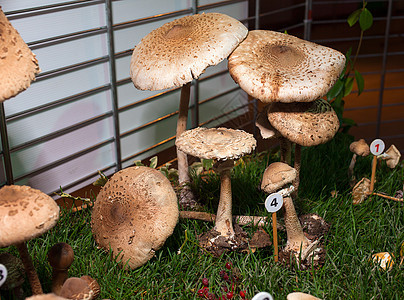 蘑菇蛋白森林蔬菜食物饮食孢子烹饪伞菌季节菌类美食图片
