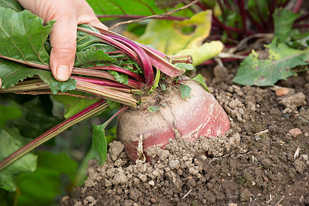手拉着年轻的甜菜根蔬菜叶子植物地面园艺食物营养生物农场活力图片