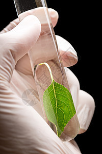 与植物一起手握手套持有试验管瓶子技术员生物药店化学品叶子药品化学生物学生长图片