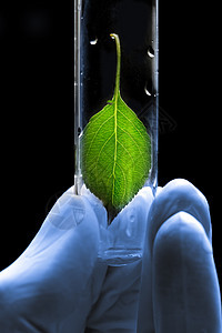 与植物一起手握手套持有试验管实验室科学生物瓶子玻璃手指生物学家生活生长调色图片