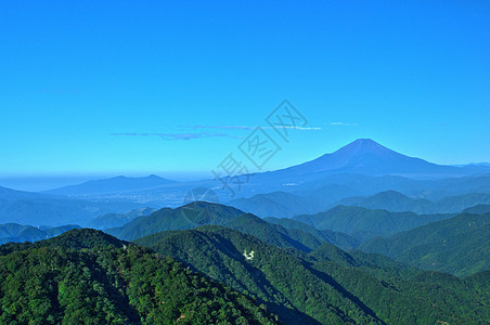 蓝青藤蓝色森林晴天太阳天空植物群旅行假期叶子植物图片