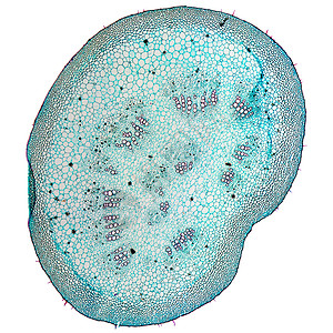 Mulberry 显微图显微镜幻灯片照片光显微光学植物细胞实验室宏观植被图片