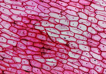 洋葱皮层显微镜细胞实验室细胞核光学显微照片红色科学表皮皮肤图片