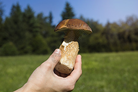 手拿着蘑菇饮食橙子照片桦木孢子脆弱性懒人苔藓植物蔬菜图片