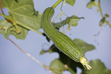 埃及黄瓜aka 埃及黄瓜抹布纤维状蔬菜藤蔓海绵水果植物葫芦幼果图片