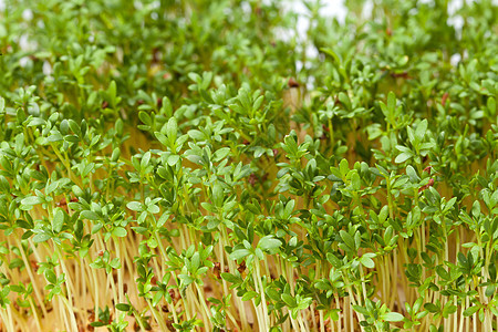 白色背景上孤立的紧固树苗芳香饮食蔬菜植物学绿色生物食物发芽草本植物叶子图片