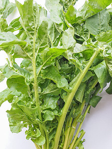 火箭沙拉食物美食油菜花绿色芥菜营养背景图片