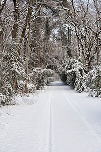 铺雪路踪迹森林轮胎小路天气曲目乡村国家痕迹旅行图片