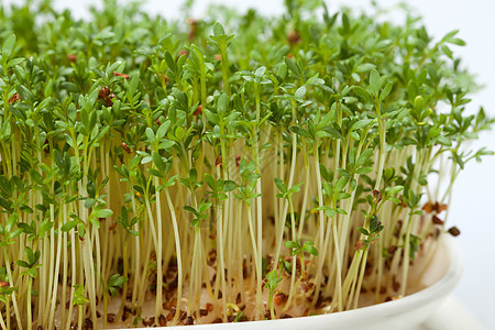 白色背景上孤立的紧固树苗宏观叶子植物蔬菜食物发芽沙拉绿色芳香生长图片