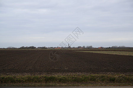 Texel 脱头盘羊肉羊毛农业农场天空栅栏草地蓝色动物农田图片