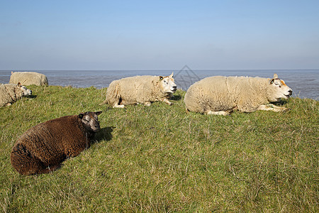 Texel 羔羊草地天空草原哺乳动物蓝色产妇羊毛农业羊肉动物图片