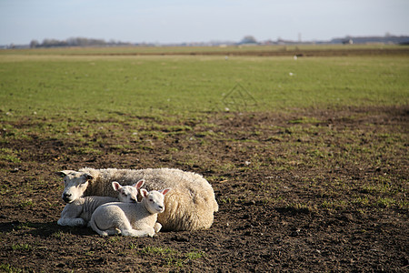 Texel 羔羊动物农业栅栏房子晴天牧场场地哺乳动物产妇蓝色图片