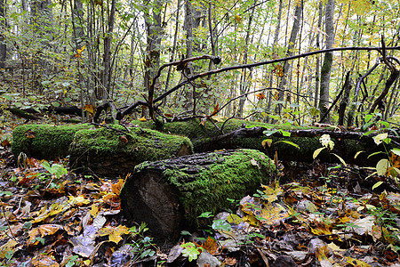 森林中的旧原木光束木头季节旅行衬套旅游库存树叶草皮景点图片