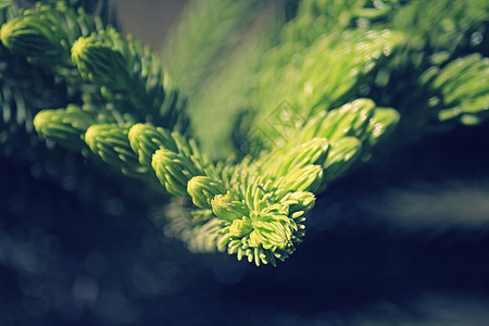 诺福克岛松树 分支细节环境对称植物边缘植物学尖刺宏猴螺旋宏观异国图片