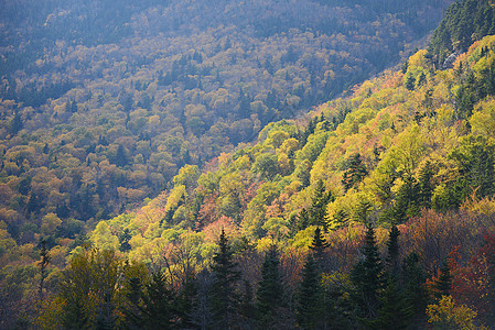 秋天佛蒙特乡村森林叶子树木国家缠绕红色风景树叶黄色图片