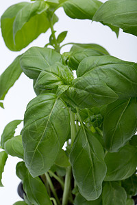 白色背景上孤立的清新巴西尔树叶味道生物农场生长叶子烹饪花园美食食物蔬菜图片
