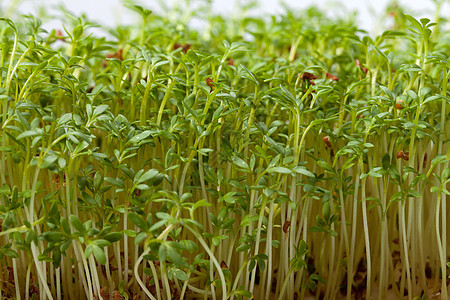 白色背景上孤立的紧固树苗草本植物沙拉蔬菜uo植物叶子植物学发芽食物生长图片