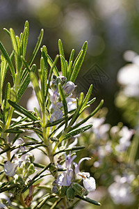 罗斯玛丽工厂芳香花瓣草药蔬菜草本植物植物叶子宏观烹饪美食图片