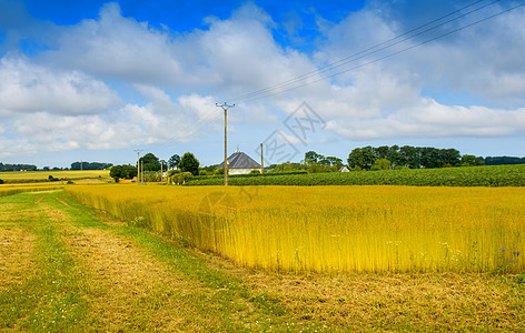 法国诺曼底小麦田收成植物谷物风景收获季节国家生长蓝色花园图片
