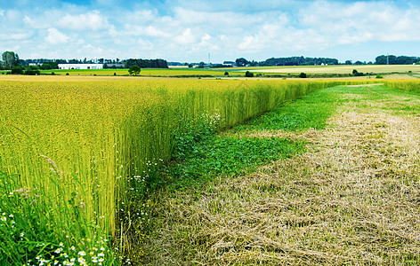 法国诺曼底小麦田金子农业植物生长农田风景农场蓝色收成收获图片