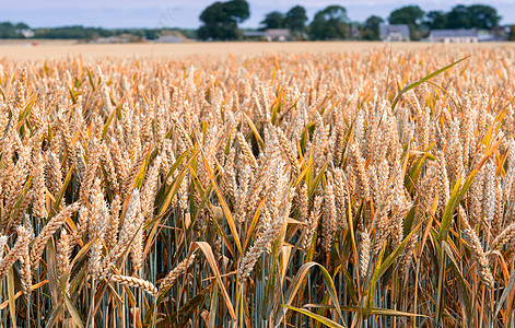 法国诺曼底小麦田收成地平线金子土地季节花园天空农场生长谷物图片