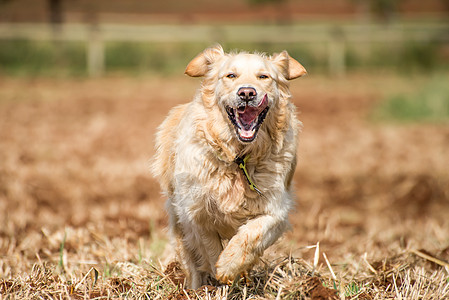 黄金寻金运行中人类乐趣猎犬最好的朋友犬类图片