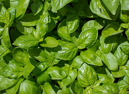 巴西尔植物学烹饪饮食蔬菜幼苗食物叶子草本植物树叶植物图片