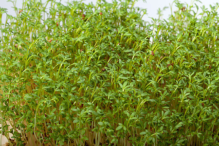 白色背景上孤立的紧固树苗发芽绿色沙拉宏观植物食物植物学饮食蔬菜芳香图片