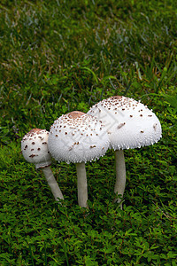 蘑菇宏观荒野团体阴影生长殖民地地面林地树木生物图片