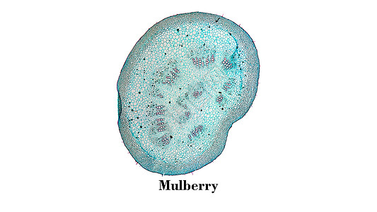 Mulberry 显微图显微镜植物群植物照片幻灯片植被细胞光显微微图科学图片