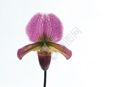 白花兰花植物植物学植物群女士生长栽培环境兜兰宏观荒野图片