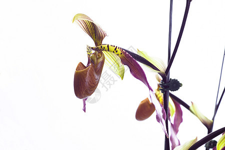 白花兰花热带植物学栽培植物生态环境花园植物群生长花瓣图片