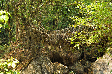 印度的旧根桥立交桥行人跨度森林树木根桥天桥丛林岩石图片