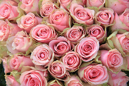婚礼安排中的粉红玫瑰粉色花朵花店仪式浪漫绿色中心庆典植物学玫瑰图片