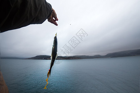 在斯堪的纳维亚海中钓鱼动物科学海鲜海洋生活动物学闲暇鳕鱼黑线卷轴图片
