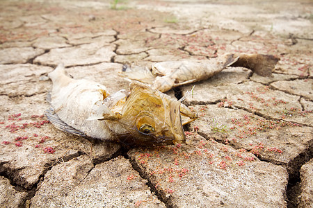 死鱼 干旱湖热栖息荒地地面黄褐色土壤淡水土地沙漠荒野裂缝图片