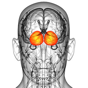 3d为人体脑脑的医学插图垂体诊断颅骨髓质脑壳医疗大脑脑桥中脑嗅觉图片
