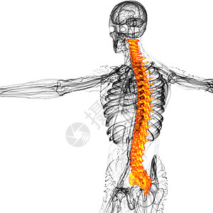 3d为人体脊椎的医学插图生物学脊柱椎骨骨头解剖学医疗骶骨腰椎背痛胸椎图片