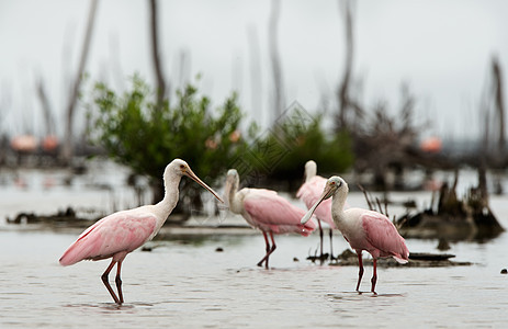 玫瑰松饼玫瑰色湿地栖息地荒野水鸟动物群羽毛沼泽池塘账单图片