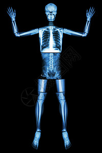 放弃埃博拉 人体骨骼举起手 全身 头颈脊柱肩臂肘前臂手腕手手指胸部心肺背部腹部骨盆臀部大腿腿膝足踝足跟骨科颅骨外科身体海拔x光科图片