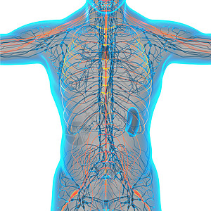 3d为神经系统进行医学演示生理医疗骨骼解剖学神经纤维状神经病图片