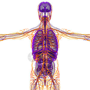 3d为人体淋巴系统医学图解血管节点航海器官细胞医疗背景图片