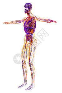 3d为人体淋巴系统医学图解细胞血管器官医疗航海节点背景图片