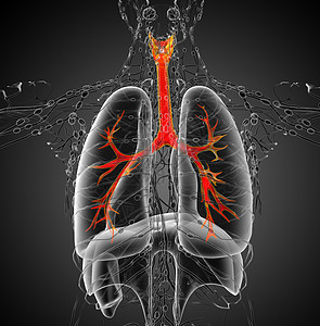 3D医学插图 说明男性小菜花解剖学紫色器官科学医疗身体气管裂片支气管图片