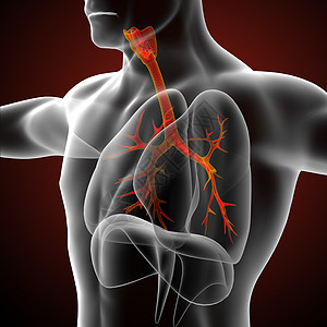 3D医学插图 说明男性小菜花身体医疗解剖学支气管科学器官气管裂片紫色图片