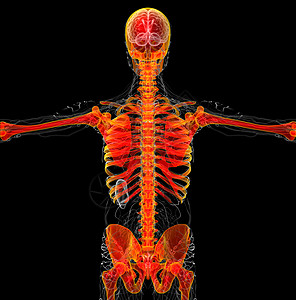 3d为人体骨骼的医学插图耐力膝盖颅骨关节x光脊柱治疗医疗骨科骨头背景图片