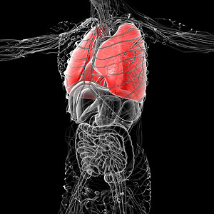 人体肺3D医学插图胸部支气管解剖学器官身体生物学图片