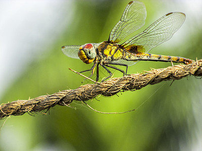 飞龙特写音素特写翅膀蜻蜓背景绿色日光浴绳索塑料绳图片